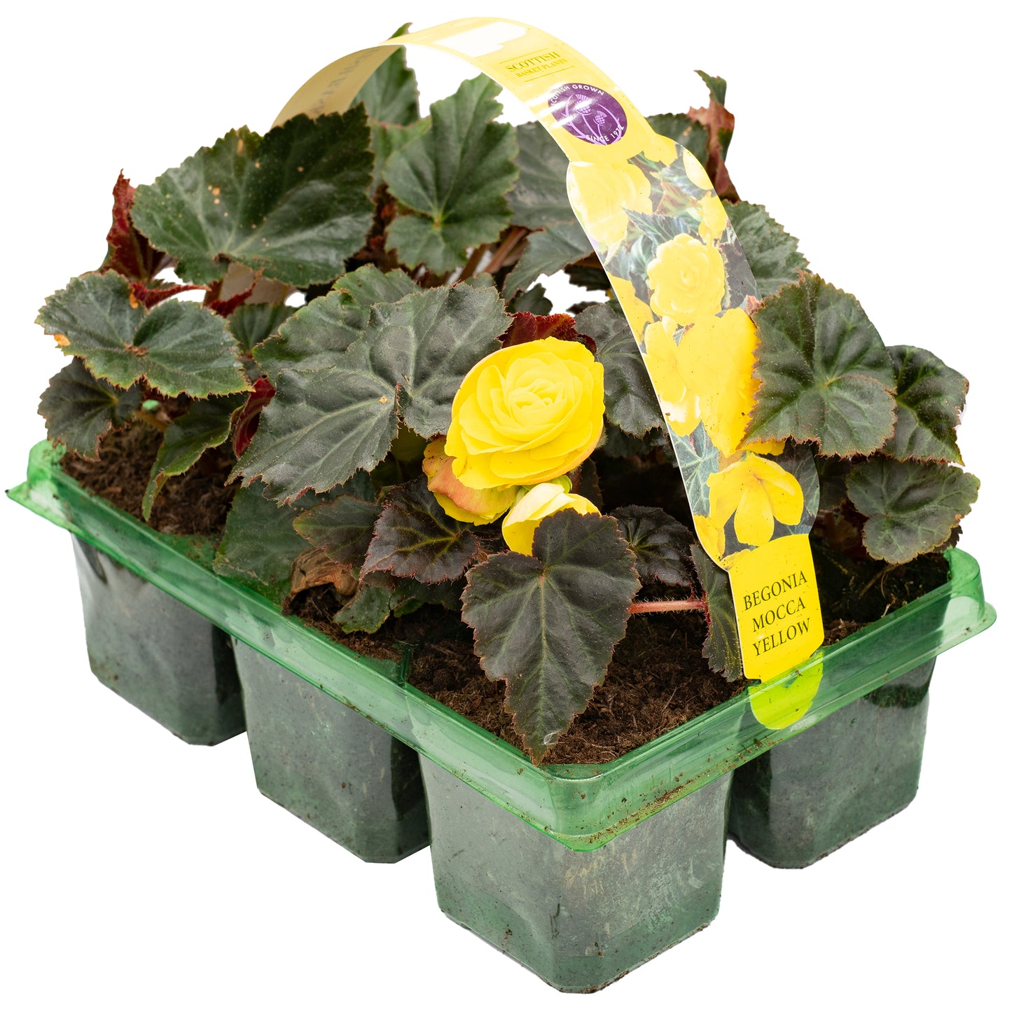 Basket Plants - Begonia Mocca Yellow (6 Pack)