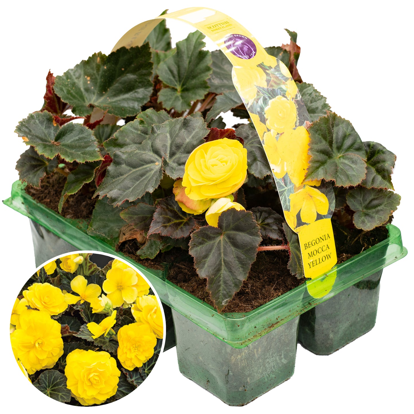 Basket Plants - Begonia Mocca Yellow (6 Pack)