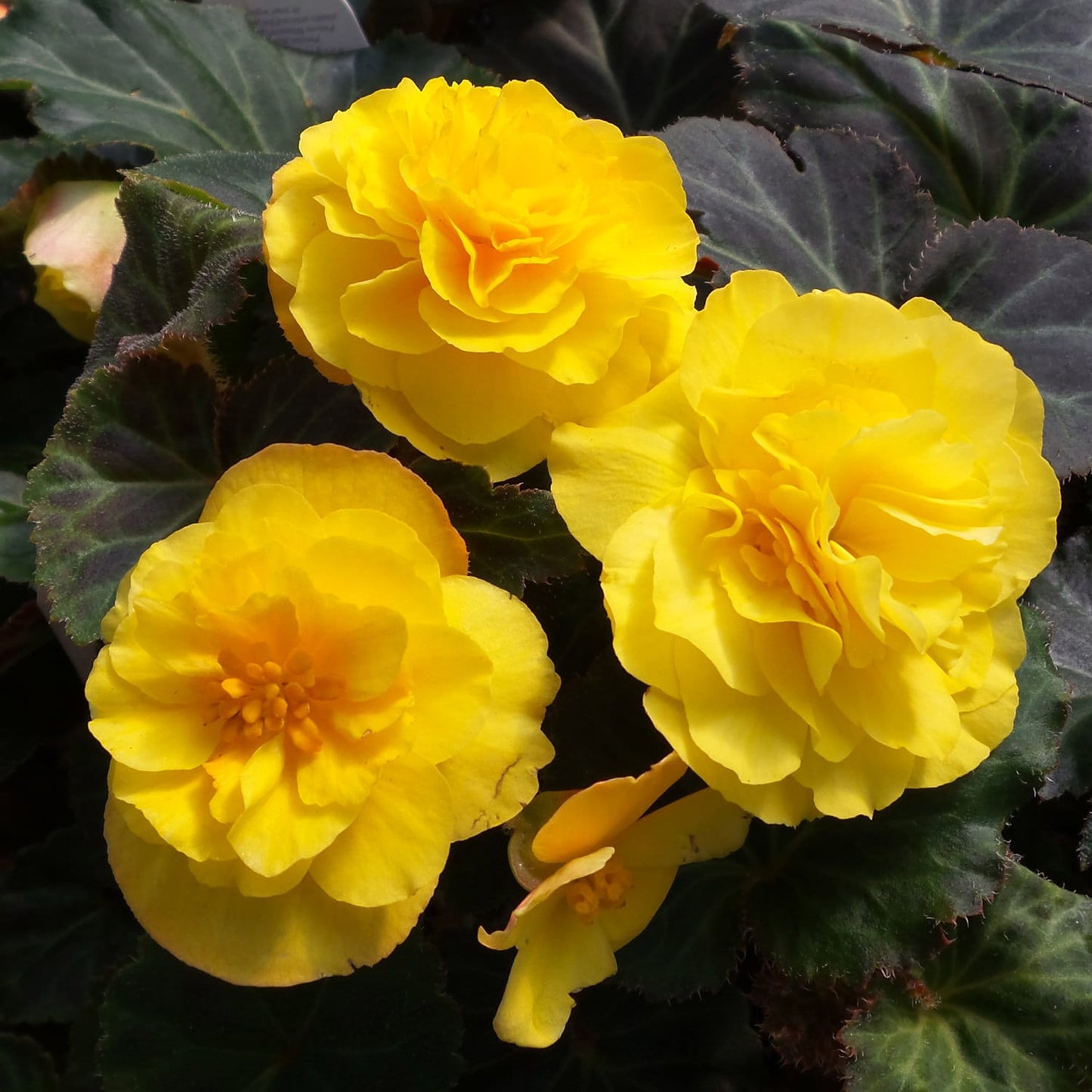 Basket Plants - Begonia Mocca Yellow (6 Pack)