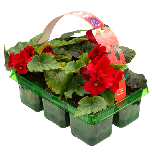 Basket Plants - Begonia Non-Stop Dark Red (6 Pack)