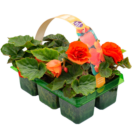 Basket Plants - Begonia Non-Stop Orange (6 Pack)