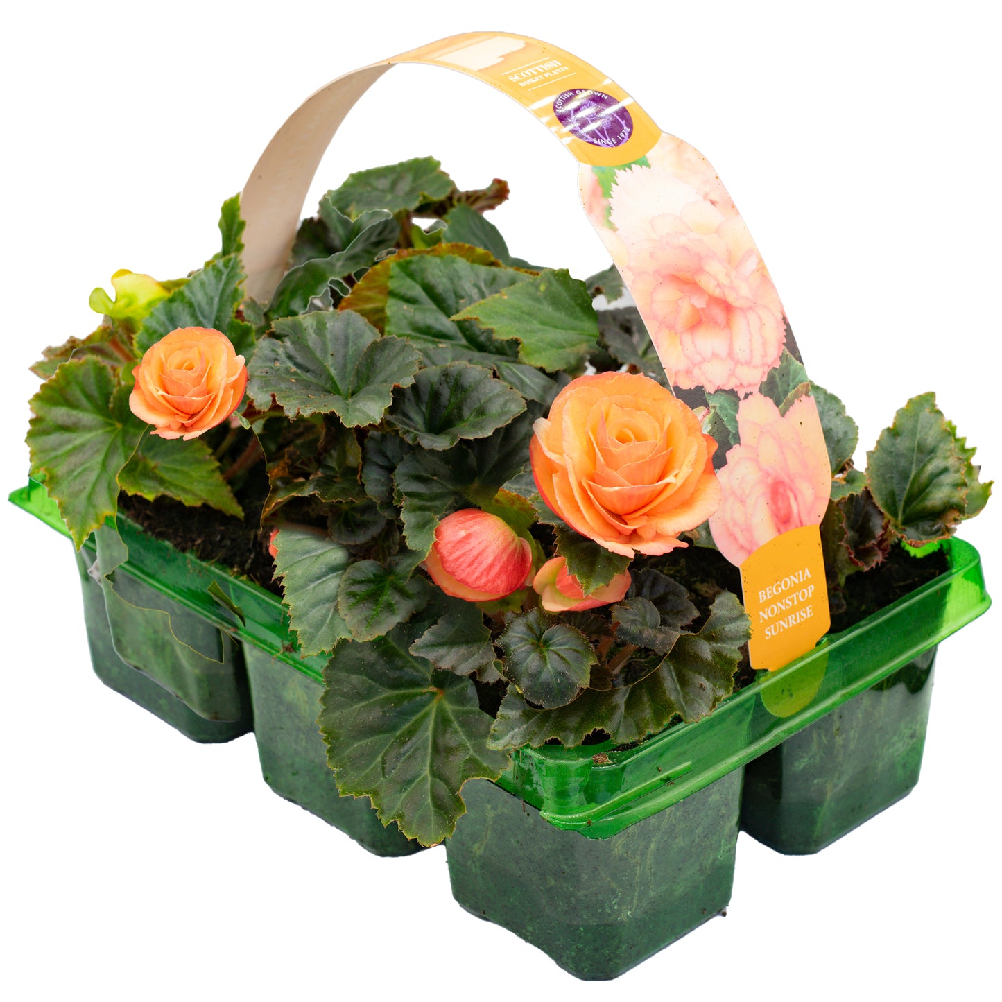 Basket Plants - Begonia Non-Stop Sunrise (6 Pack)