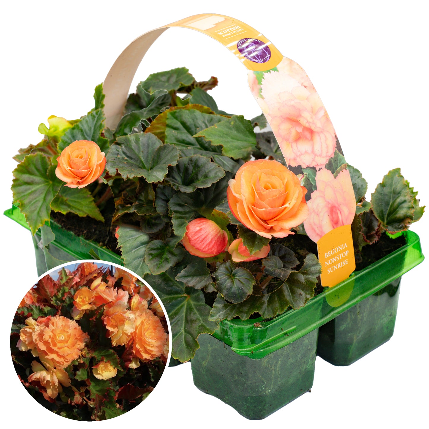 Basket Plants - Begonia Non-Stop Sunrise (6 Pack)