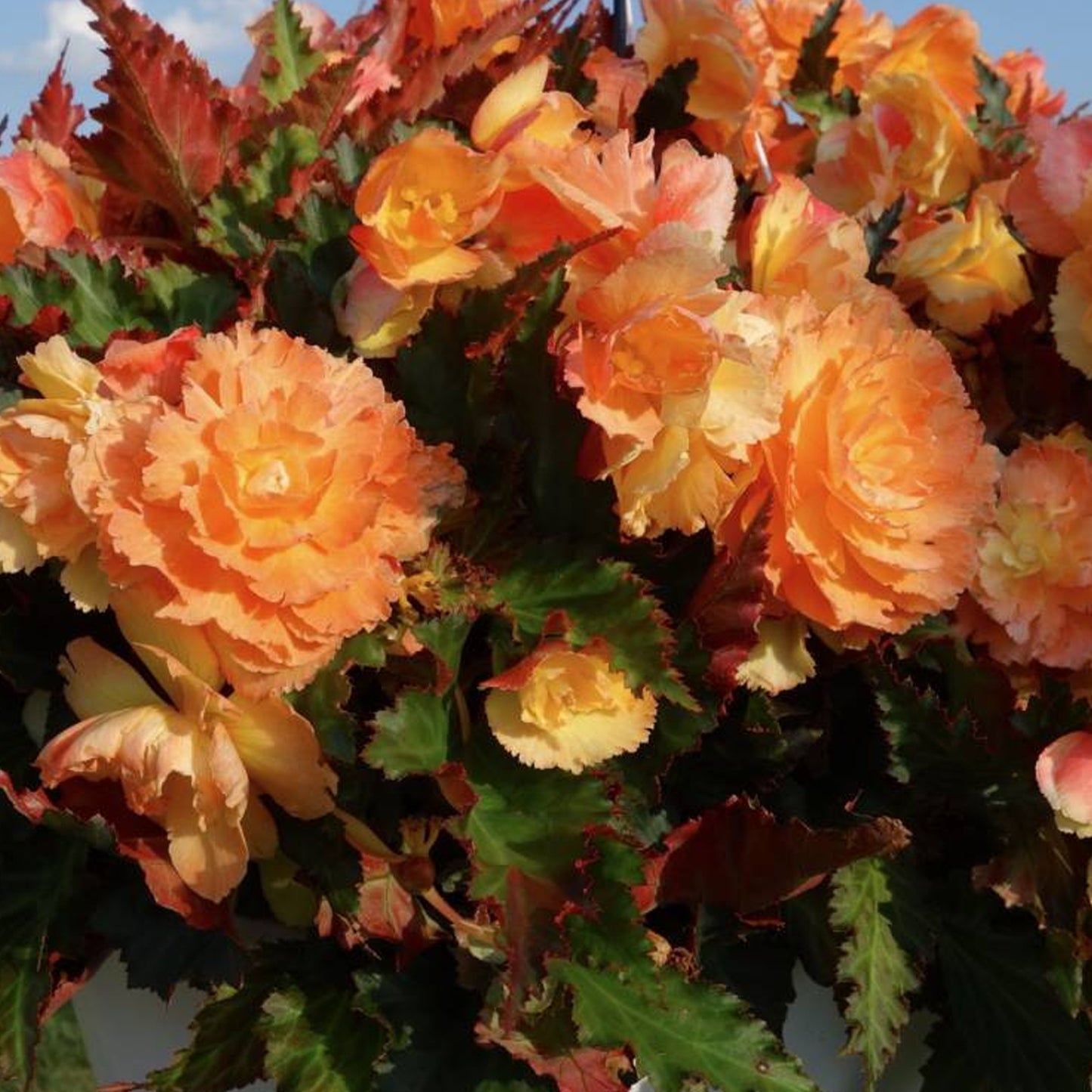 Basket Plants - Begonia Non-Stop Sunrise (6 Pack)