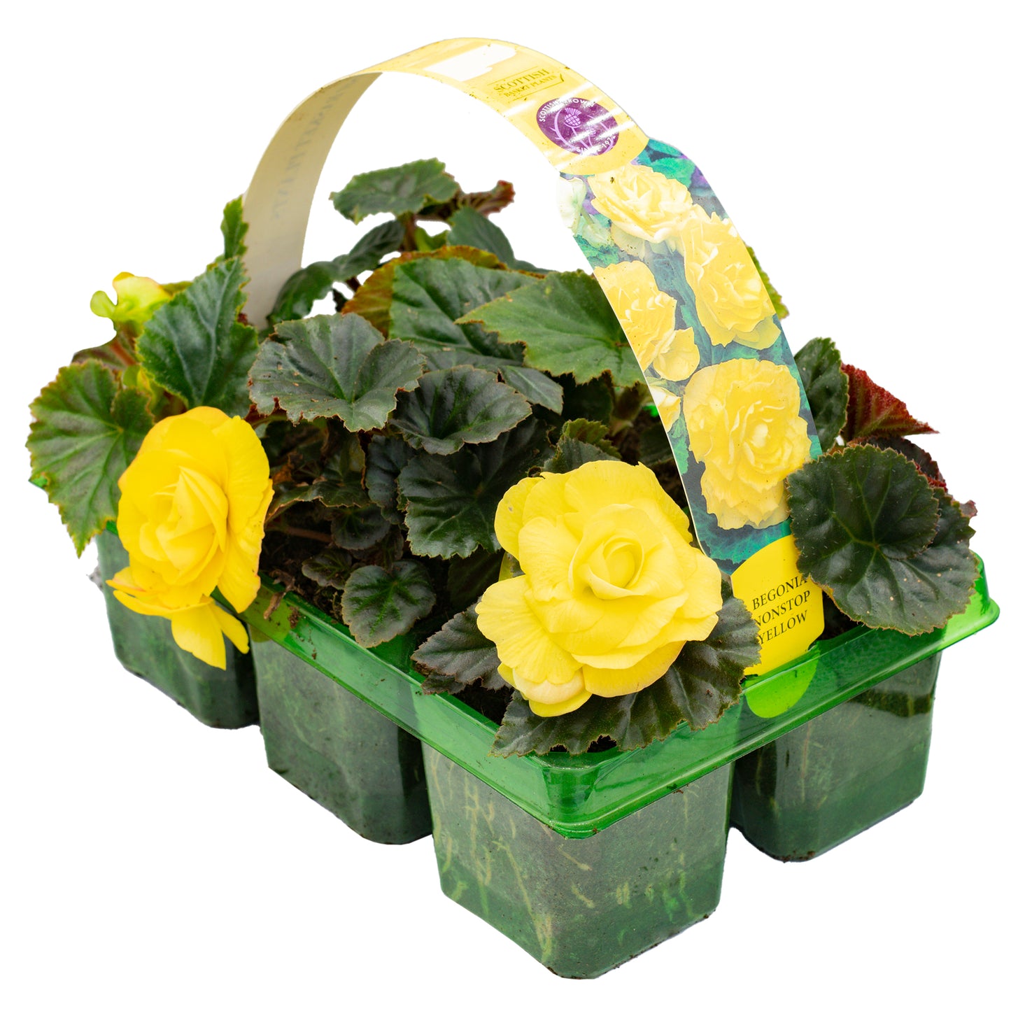 Basket Plants - Begonia Non-Stop Yellow (6 Pack)