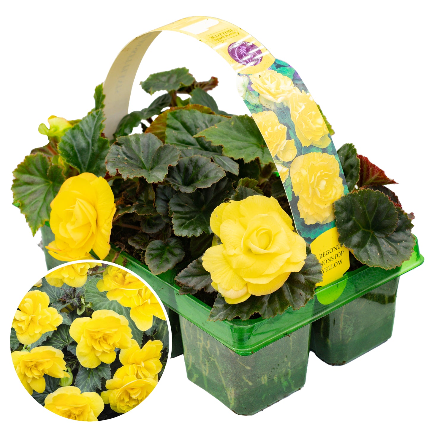 Basket Plants - Begonia Non-Stop Yellow (6 Pack)