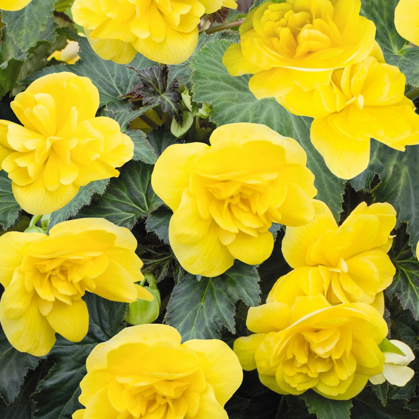 Basket Plants - Begonia Non-Stop Yellow (6 Pack)