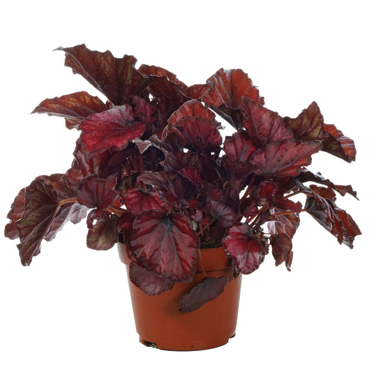 Begonia Red Bull