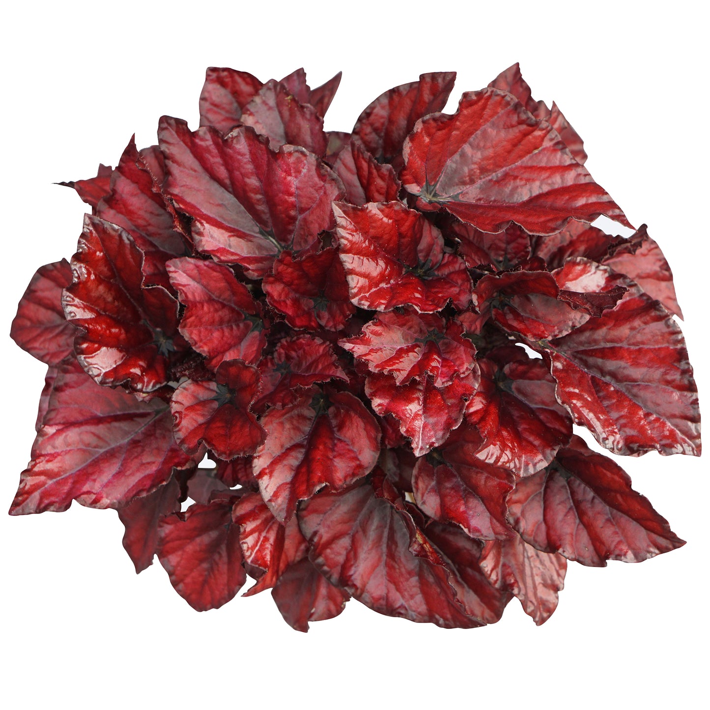 Begonia Red Bull (13cm) V1