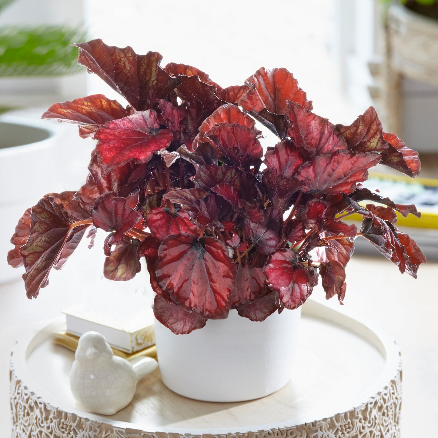 Begonia Red Bull (13cm) V2