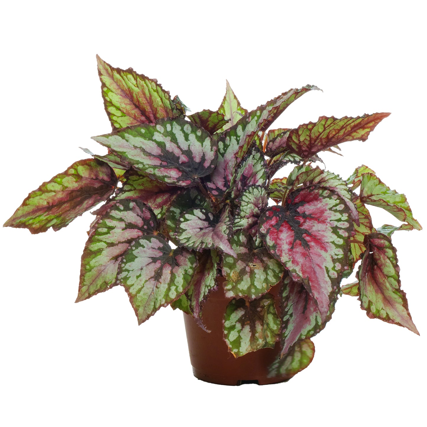 Begonia Red Tango