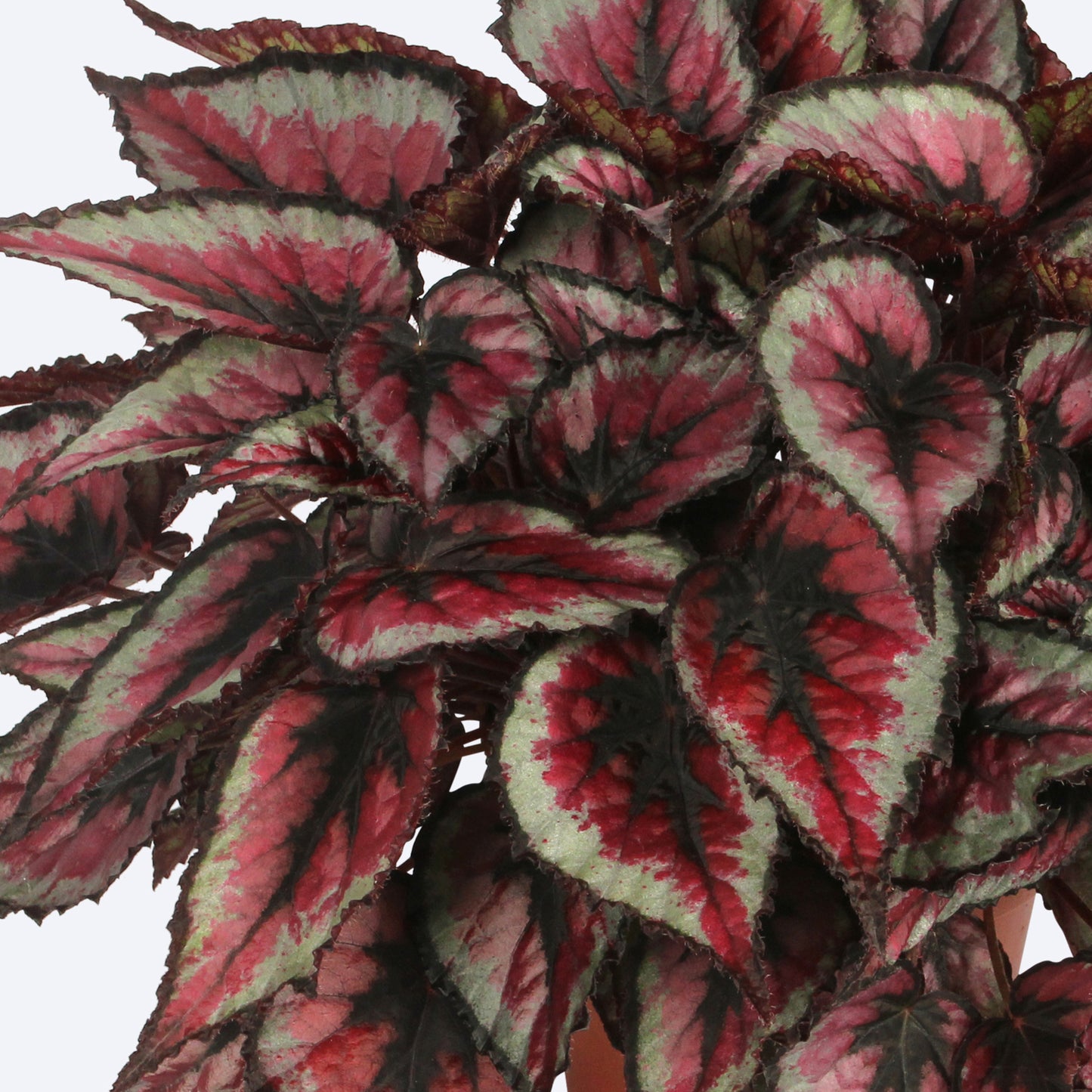 Begonia Red Tango