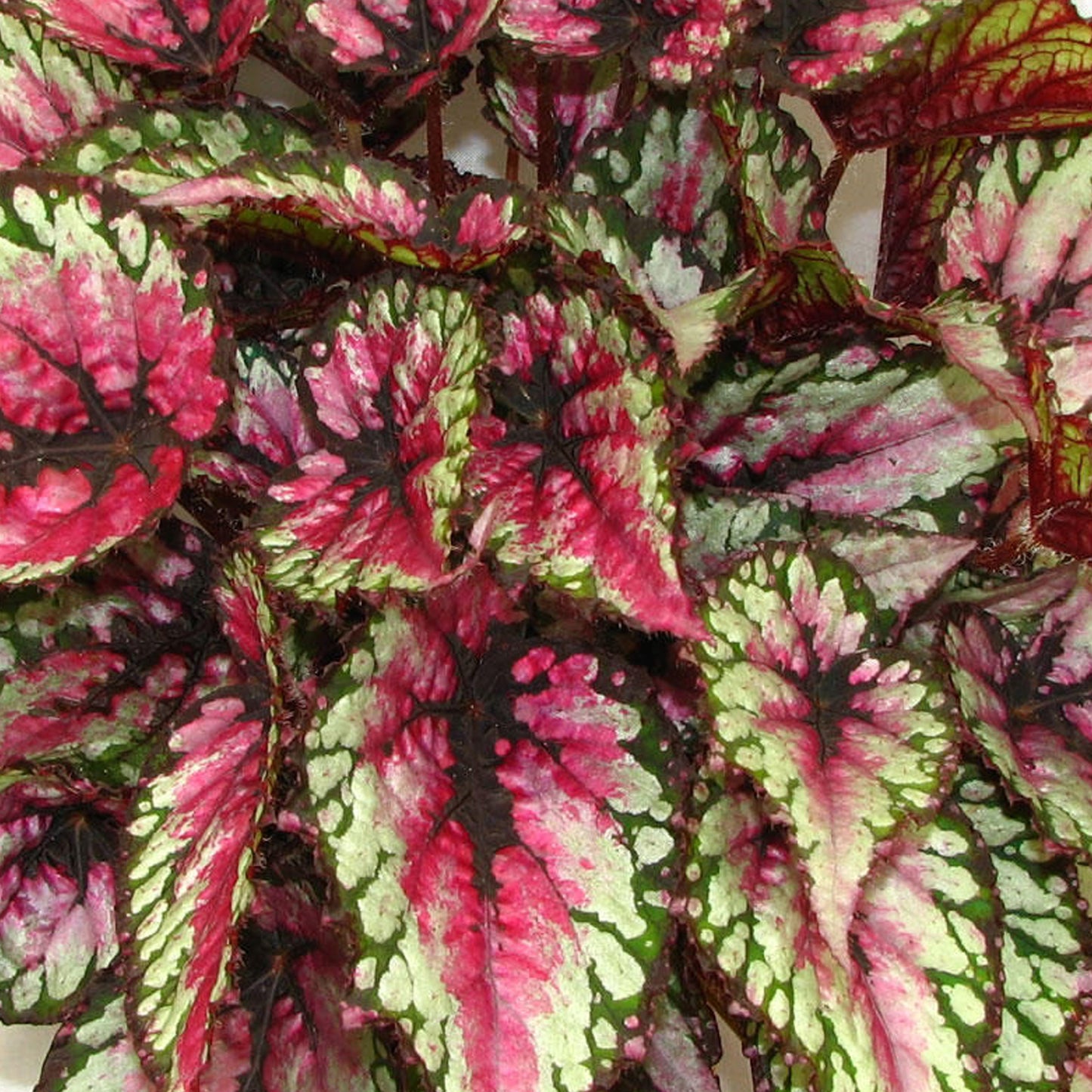 Begonia Red Tango