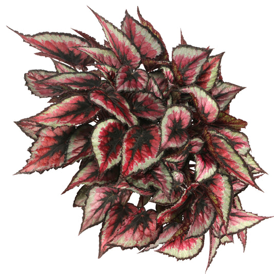 Begonia Red Tango (13cm) V1