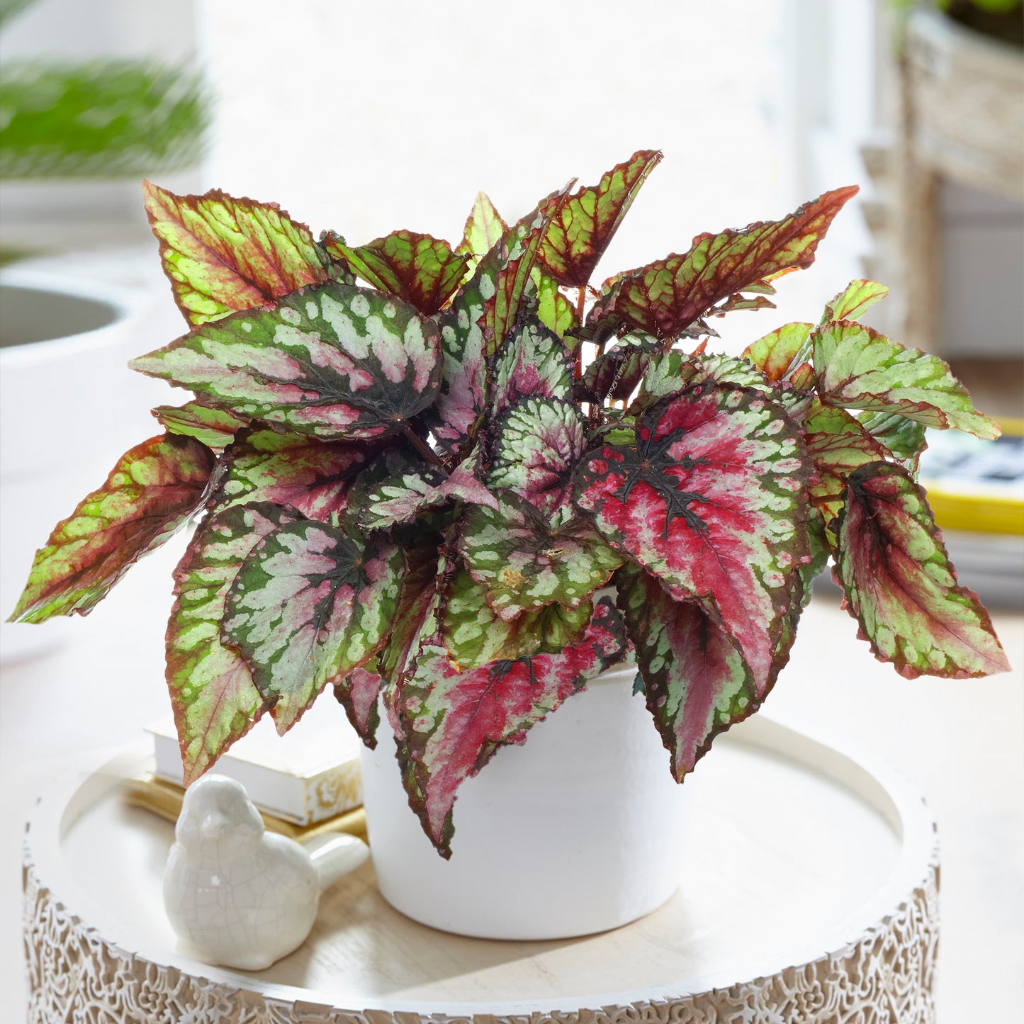 Begonia Red Tango (13cm) V2