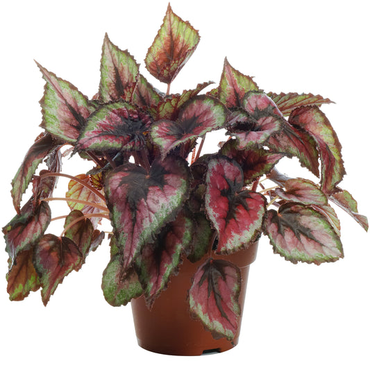 Begonia Salsa