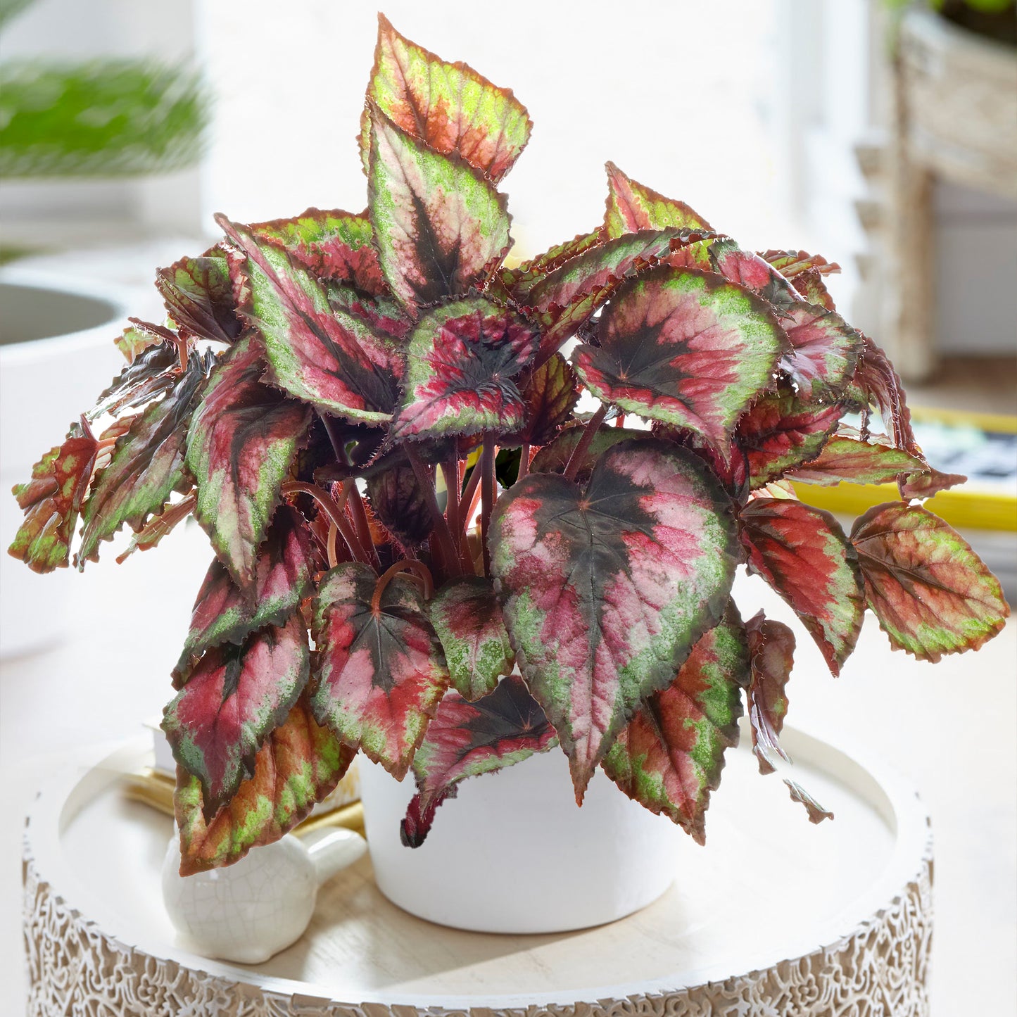 Begonia Salsa (13cm) V2