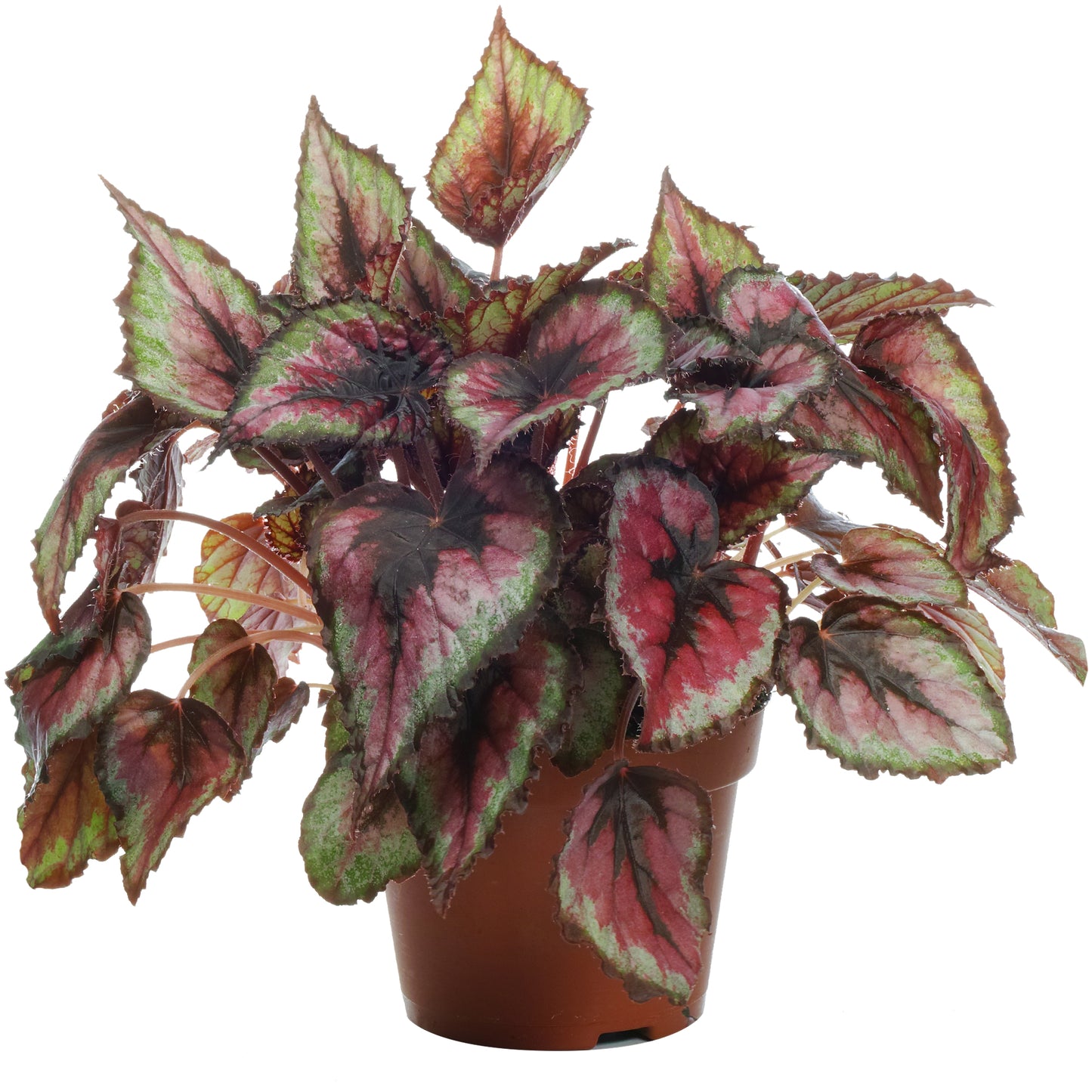 Begonia Salsa (13cm) V2