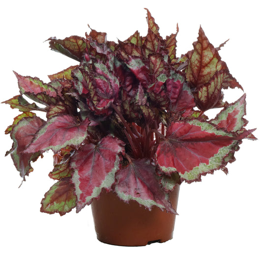 Begonia Spitfire