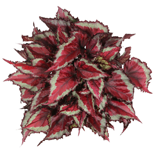 Begonia Spitfire (13cm) V1