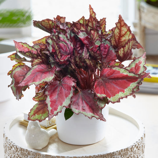Begonia Spitfire (13cm) V2