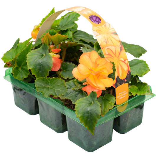 Basket Plants - Begonia Trailing Apricot Shades (6 Pack)