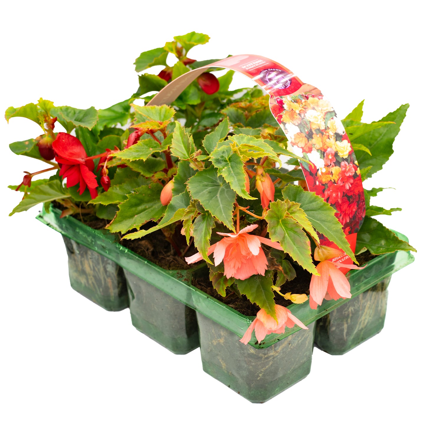 Basket Plants - Begonia Trailing Mixed (6 Pack)