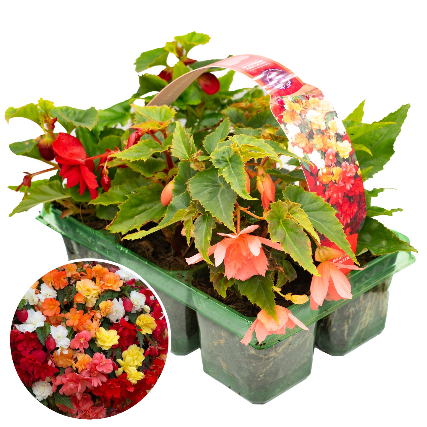 Basket Plants - Begonia Trailing Mixed (6 Pack)