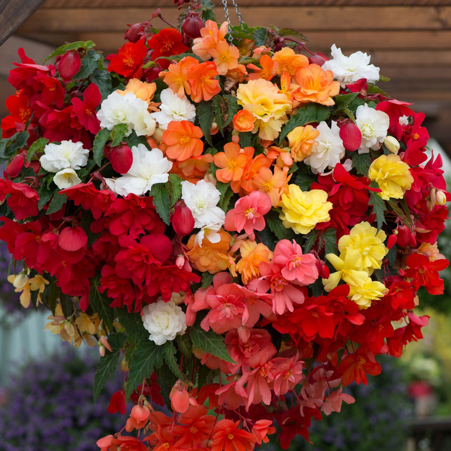 Basket Plants - Begonia Trailing Mixed (6 Pack)