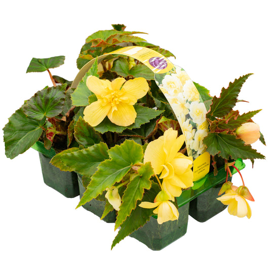 Basket Plants - Begonia Trailing Lemon (6 Pack)