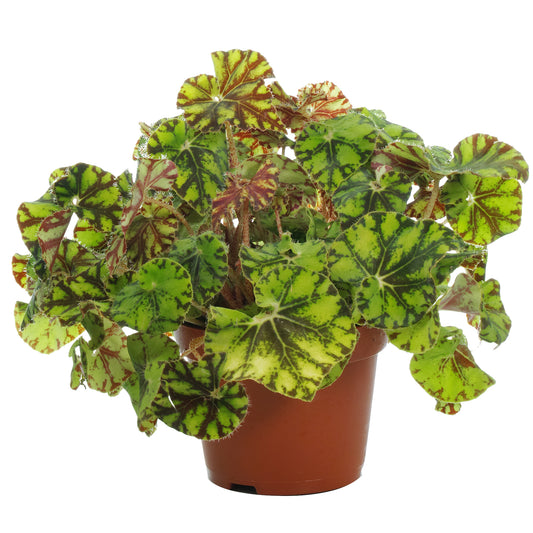 Begonia Zumba