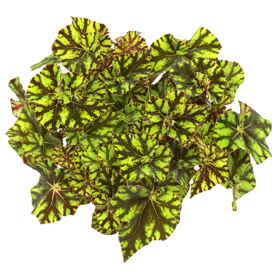 Begonia Zumba (13cm) V1