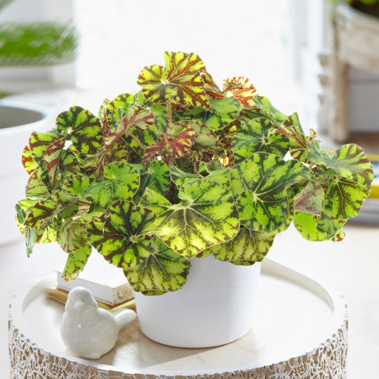 Begonia Zumba (13cm) V2