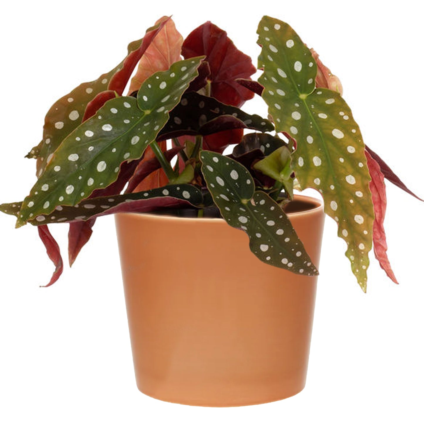 Begonia Maculata (12cm) V2