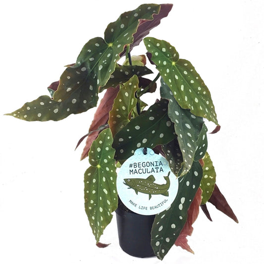 Begonia Maculata (12cm) V4