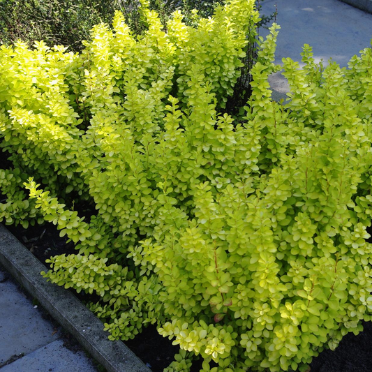 Berberis Golden Horizon (9cm)