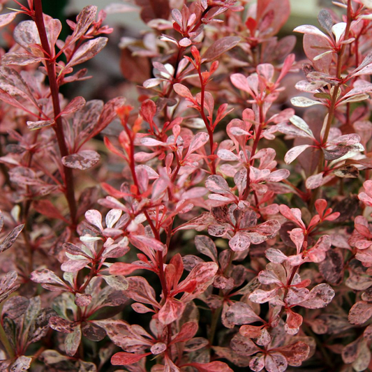 Berberis Harlequin (9cm)