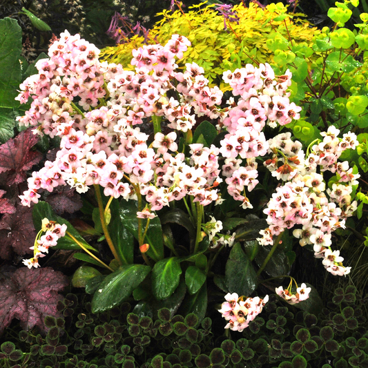 Bergenia Angel Kiss (9cm)