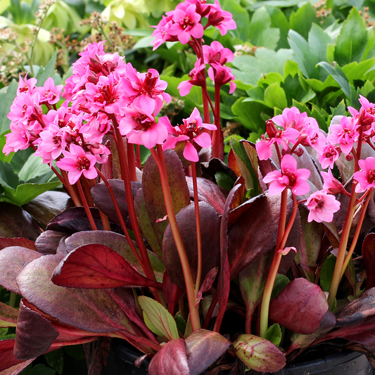 Bergenia Dark Damsel (9cm)