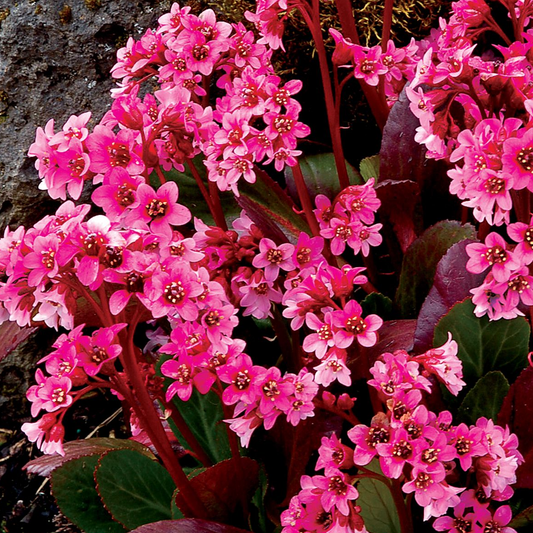 Bergenia Pink Dragonfly (9cm)