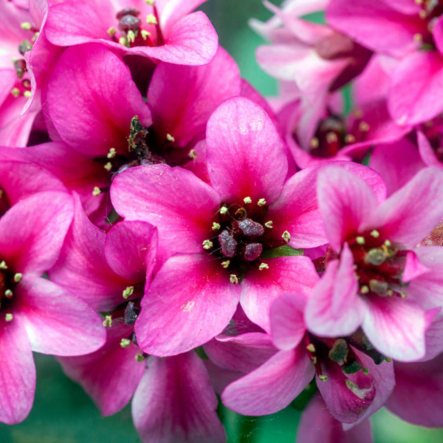 Bergenia Sakura (9cm)