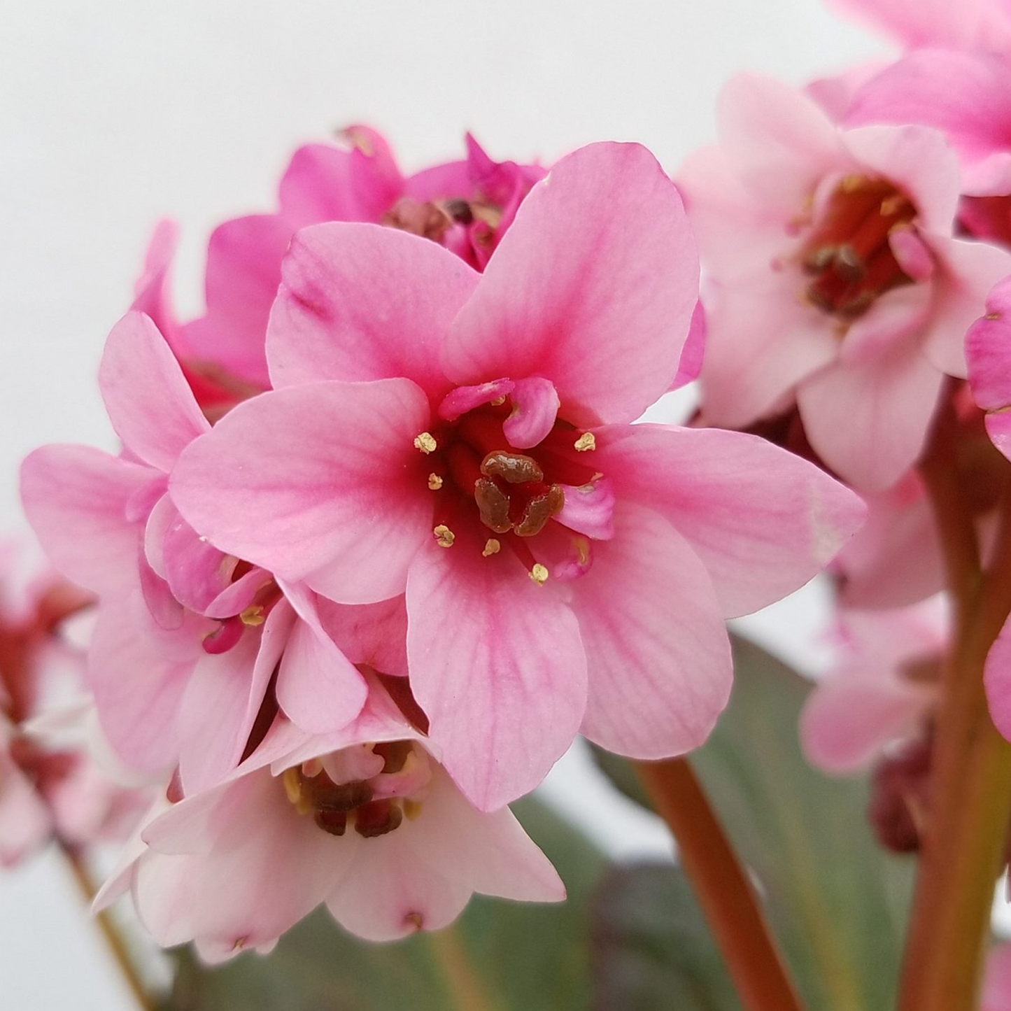 Bergenia Sakura (9cm)