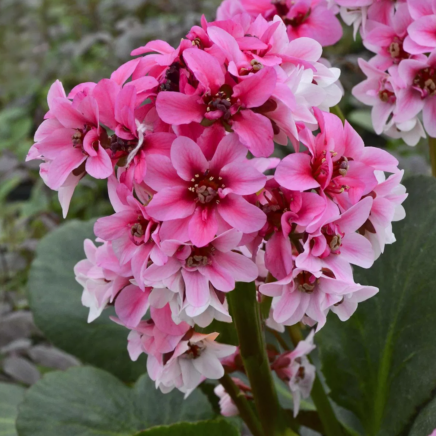 Bergenia Sakura (9cm)