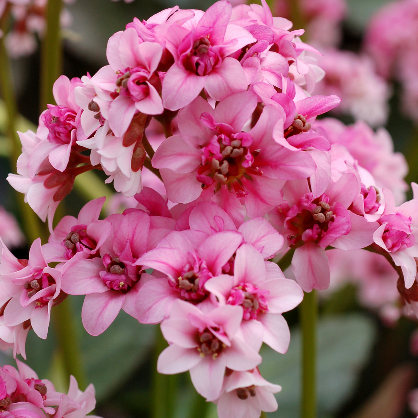 Bergenia Sakura (9cm)