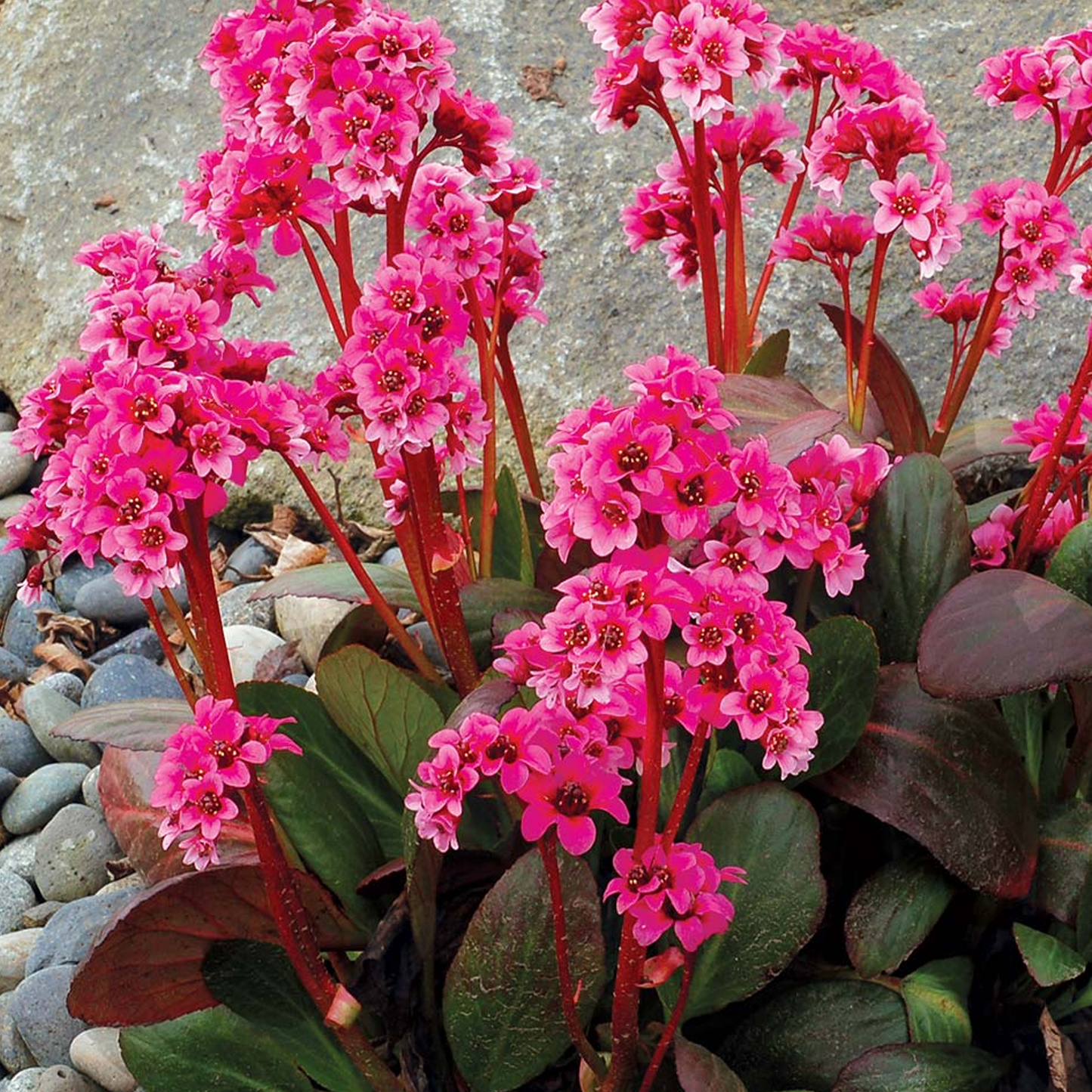 Bergenia Sakura (9cm)