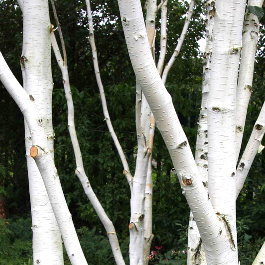Betula Jacquemontii Tree (12L, 5-6ft)