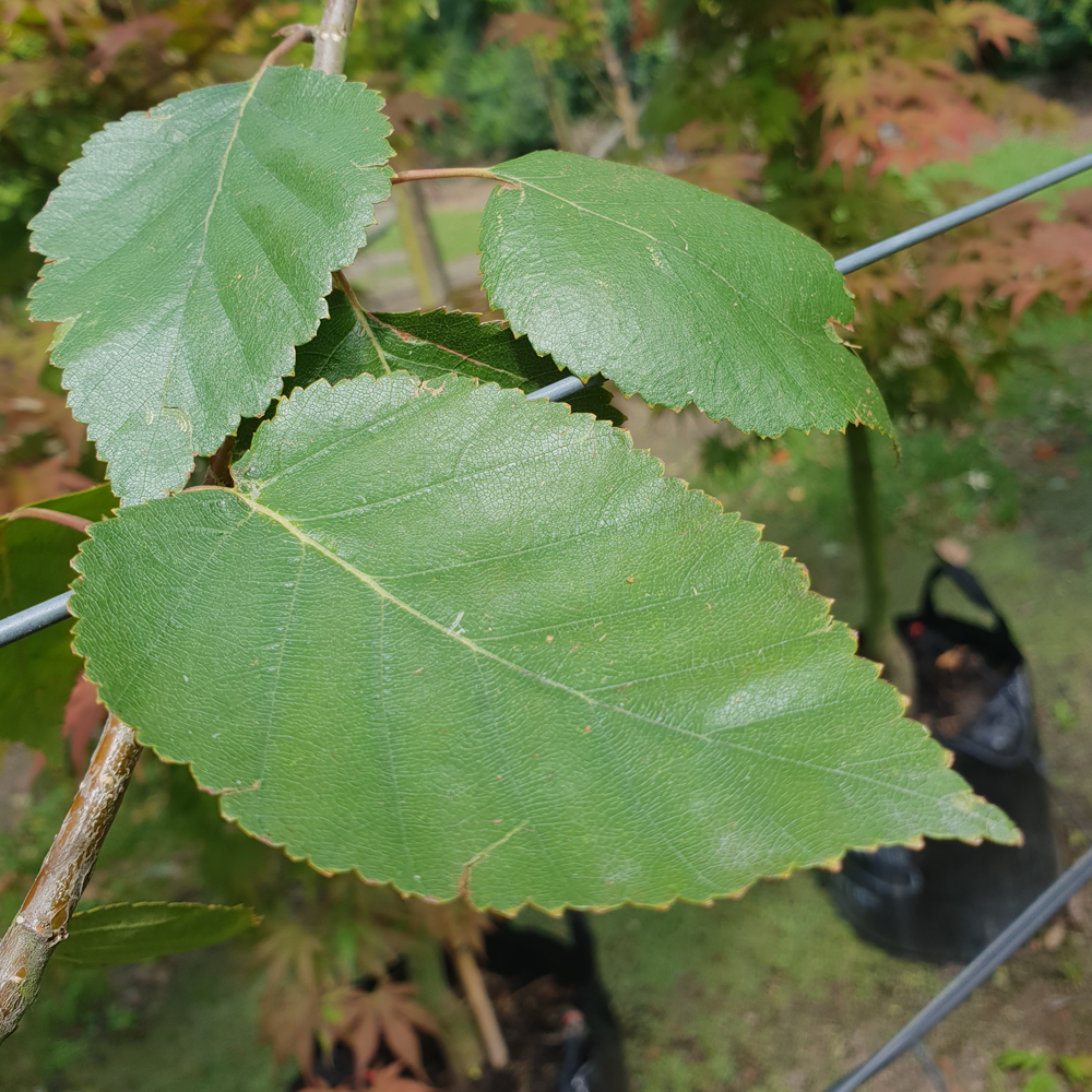 Betula Jacquemontii Tree (12L, 5-6ft)
