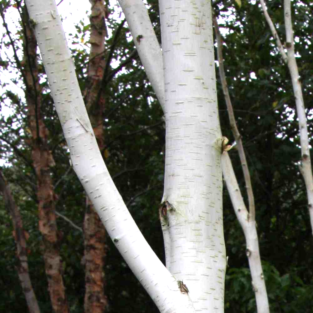 Betula Jacquemontii Tree (12L, 5-6ft)