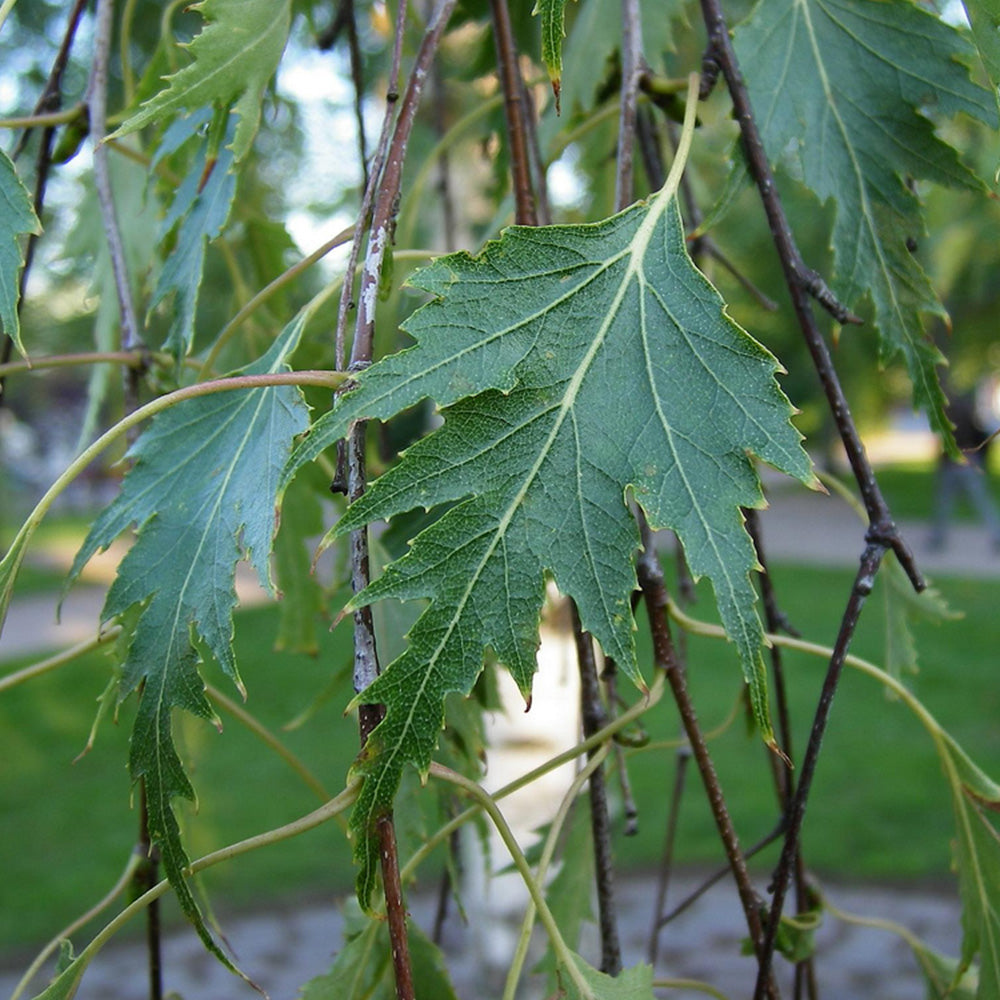 Betula pendula Dalecarlica Tree (12L, 5-6ft)