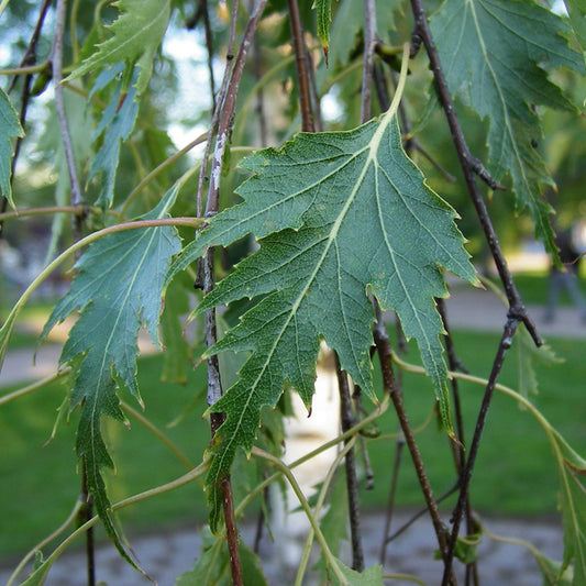 Betula pendula Dalecarlica Tree (12L, 5-6ft)